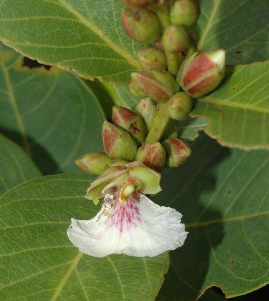 Vochysiaceae Qualea cordata