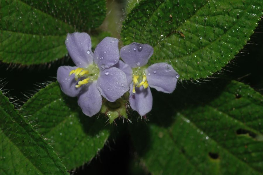 Melastomataceae Tibouchina clinopodifolia