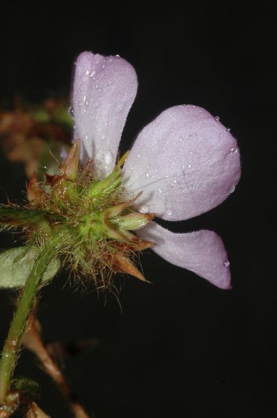 Melastomataceae Pterolepis glomerata