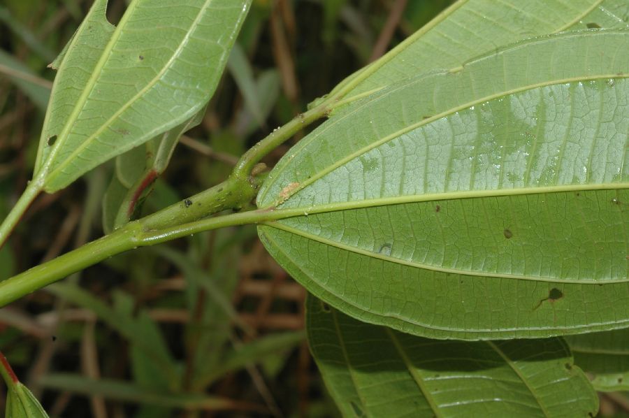 Melastomataceae Miconia jucunda