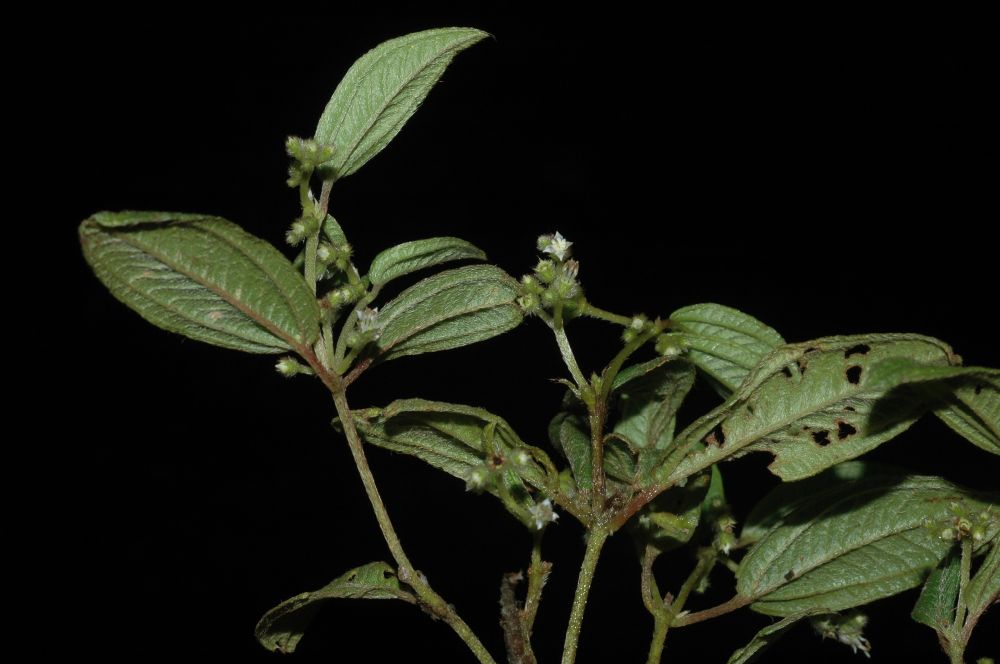 Melastomataceae Leandra riograndensis