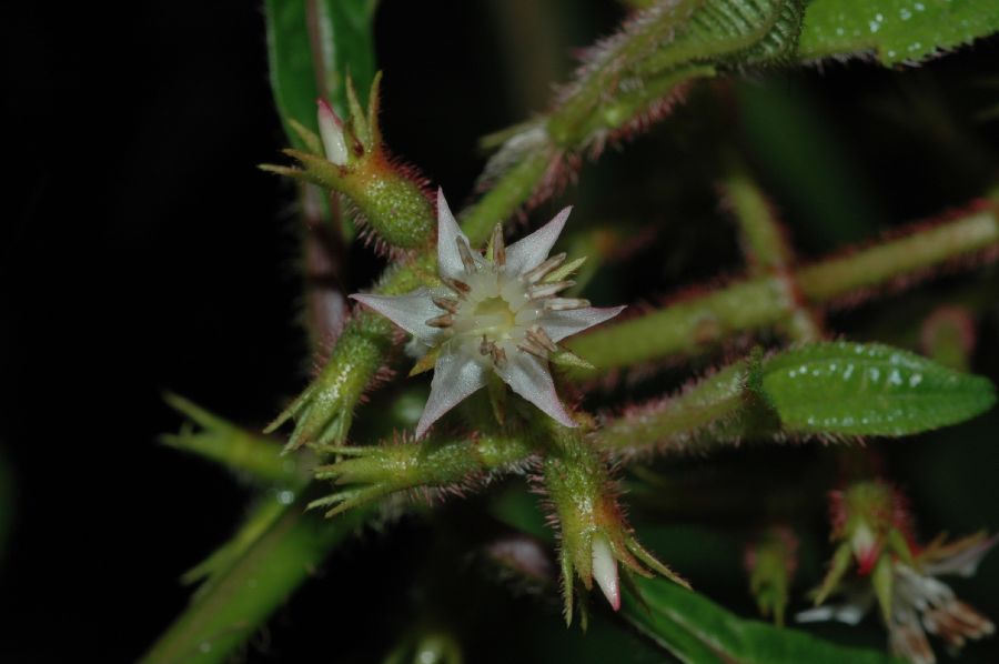 Melastomataceae Leandra longisetosa