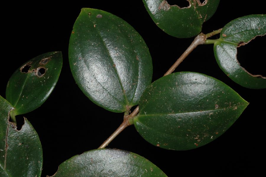 Melastomataceae Pleiochiton cf. ebracteatum