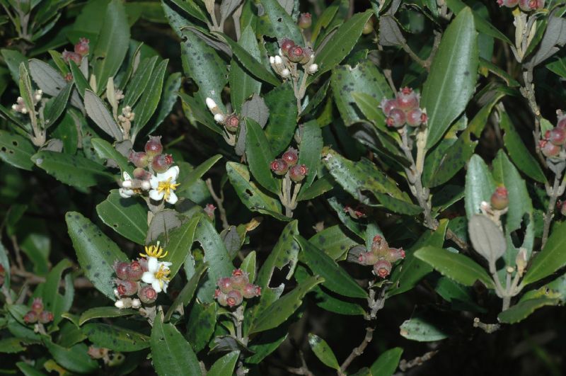 Melastomataceae Miconia ramboi