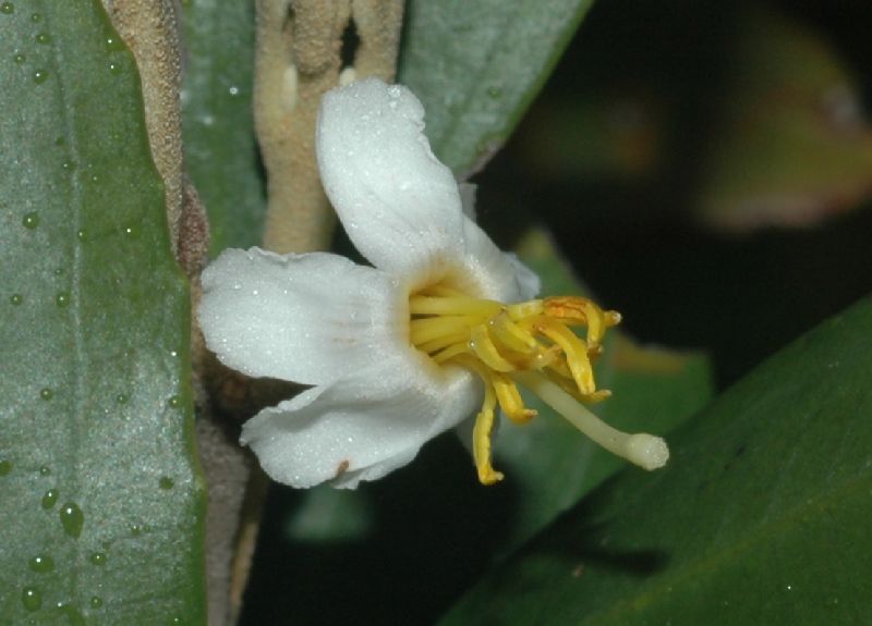 Melastomataceae Miconia ramboi