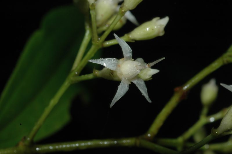 Melastomataceae Leandra viridiflava