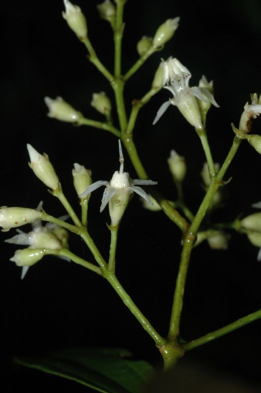 Melastomataceae Leandra viridiflava