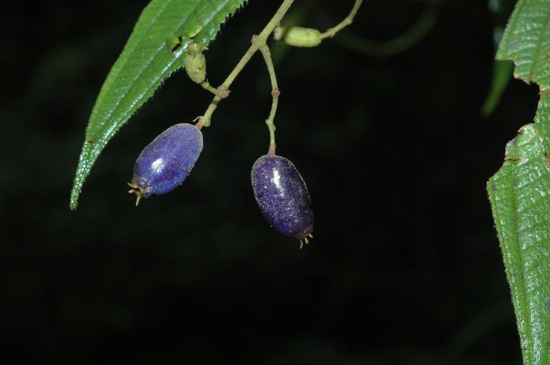 Melastomataceae Leandra hatschbachii