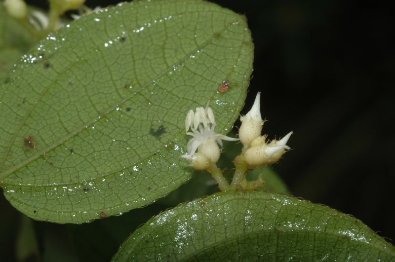 Melastomataceae Leandra pallida