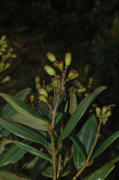 Melastomataceae Leandra sulfurea
