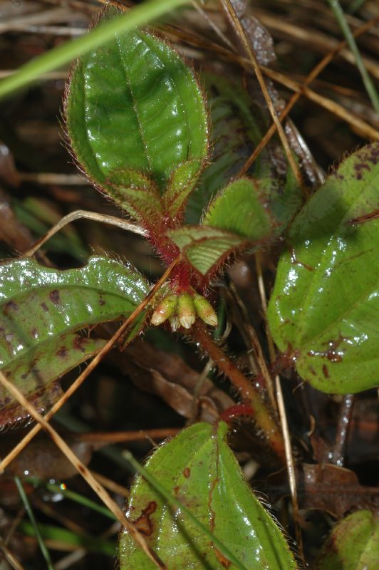 Melastomataceae Leandra humilis