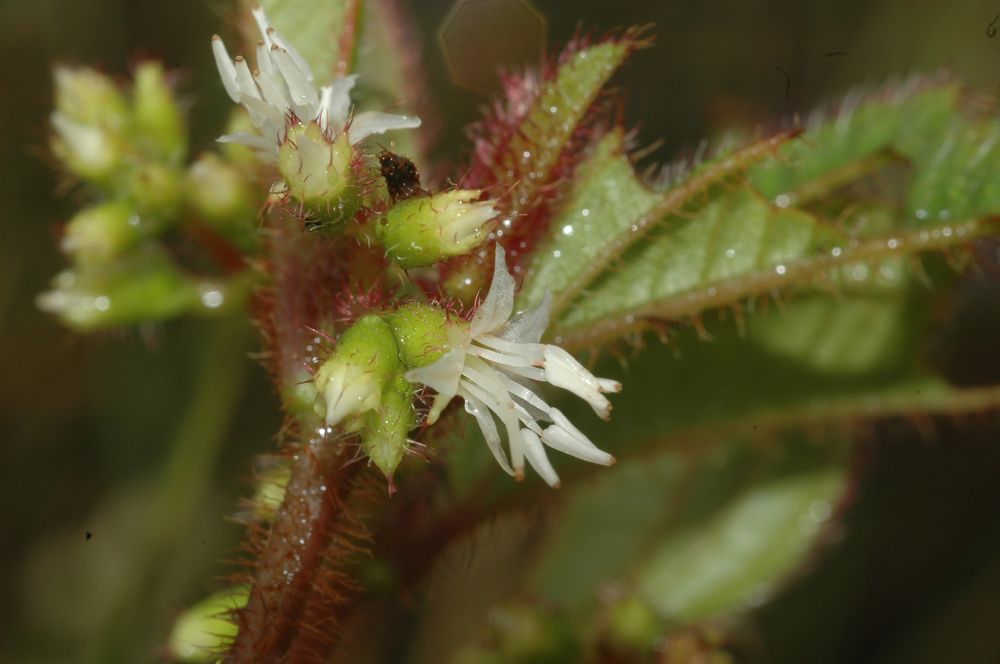 Melastomataceae Leandra humilis