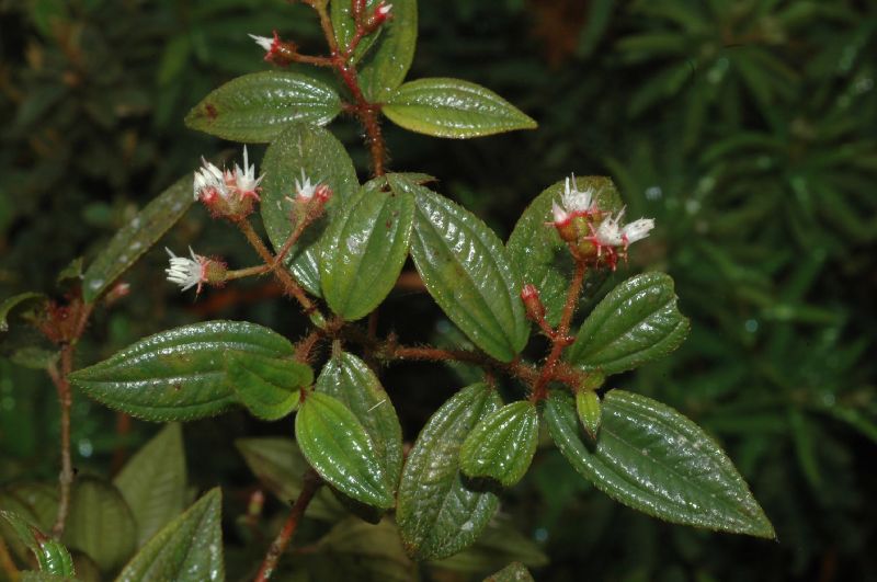 Melastomataceae Leandra itataiae