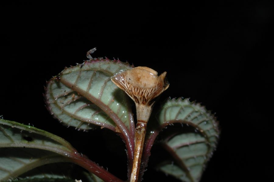 Melastomataceae Bertolonia mosenii