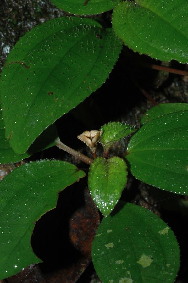 Melastomataceae Bertolonia mosenii