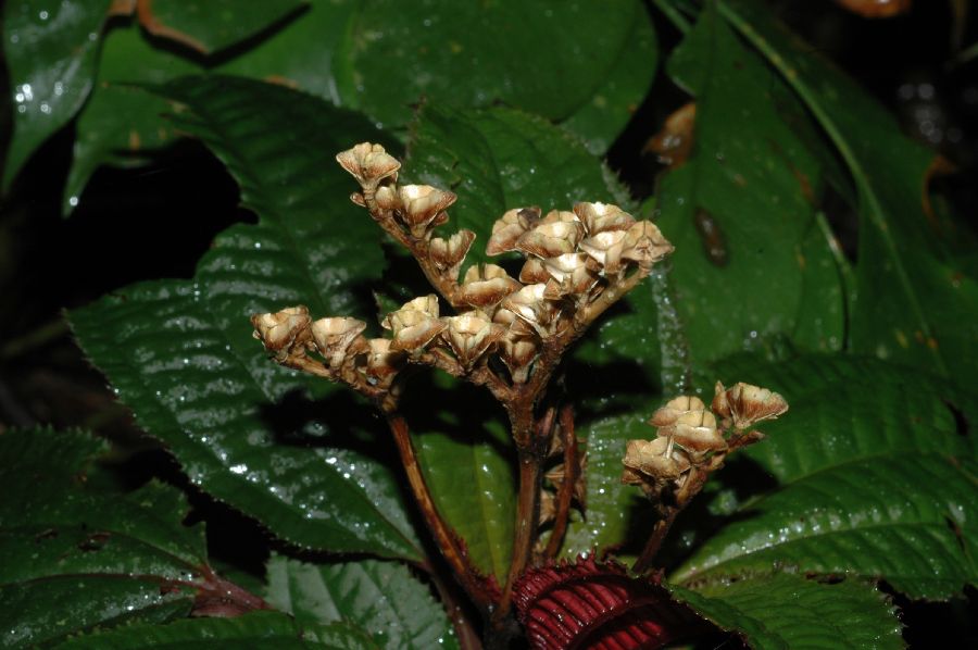 Melastomataceae Bertolonia acuminata