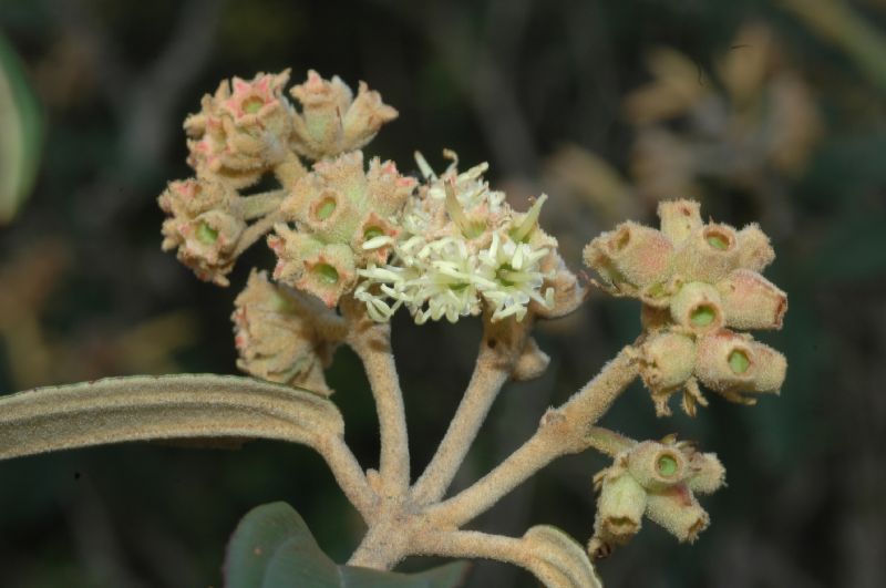 Melastomataceae Miconia hyemalis