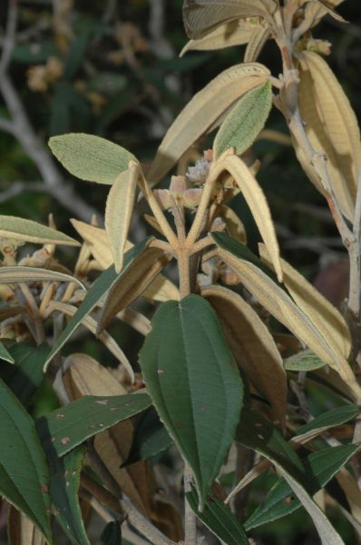 Melastomataceae Miconia hyemalis