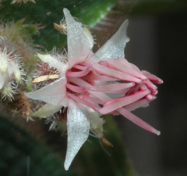 Melastomataceae Leandra cf. simplicicaulis