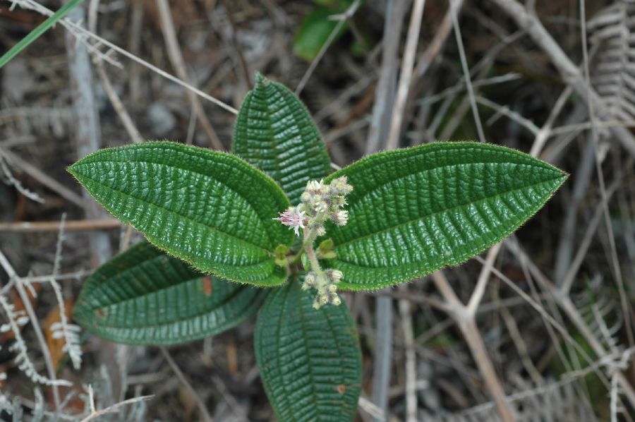 Melastomataceae Leandra cf. simplicicaulis