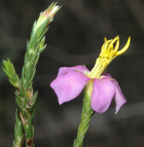 Melastomataceae Chaetostoma pungens