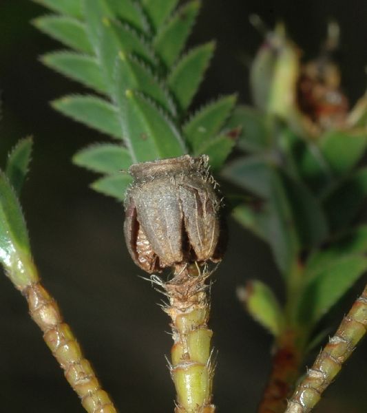 Melastomataceae Lavoisiera phyllocalycina