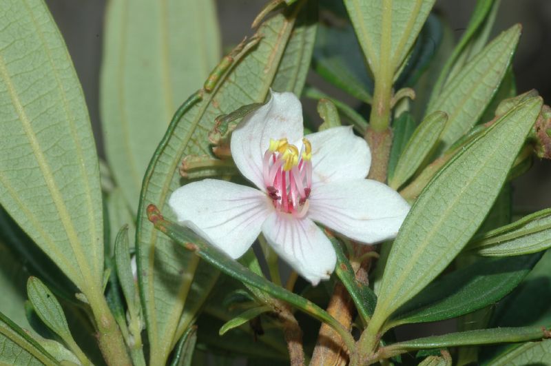 Melastomataceae Trembleya parviflora