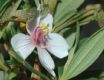 image of Trembleya parviflora