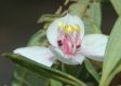 image of Trembleya parviflora