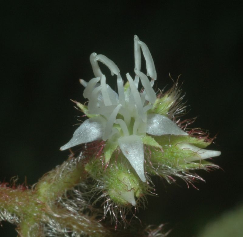 Melastomataceae Leandra eichleri