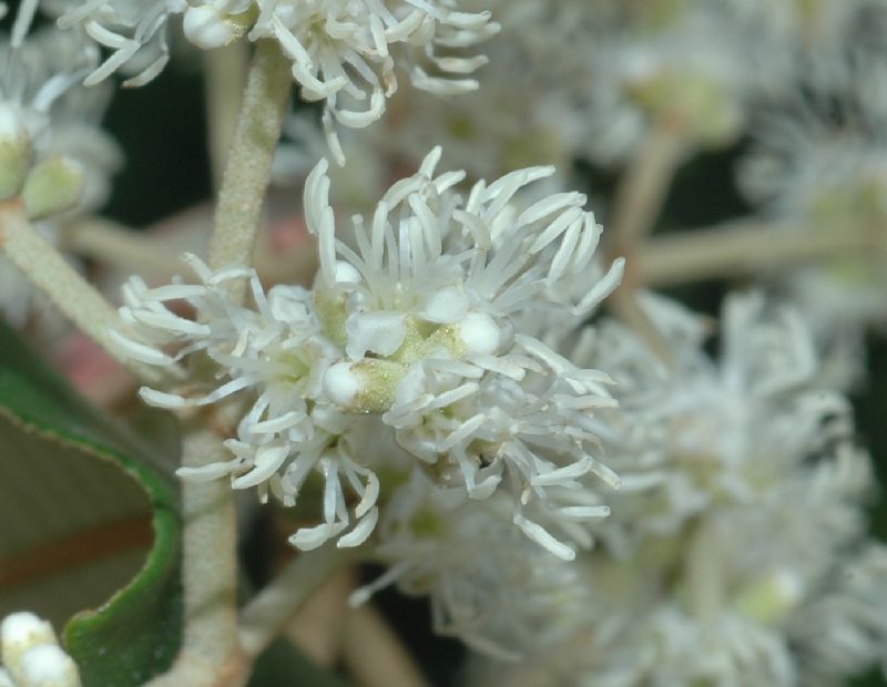 Melastomataceae Miconia cinerascens