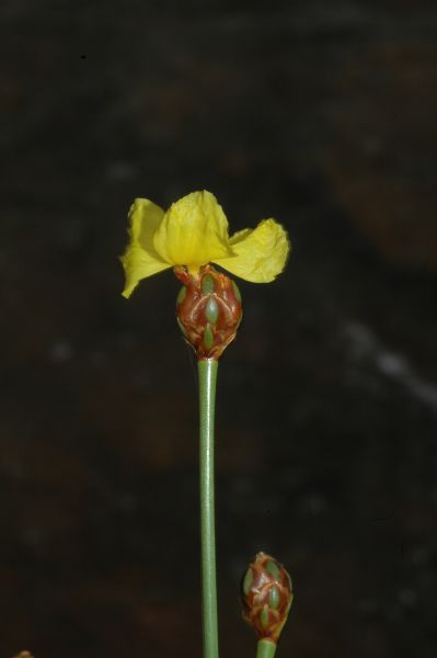 Xyridaceae Xyris 