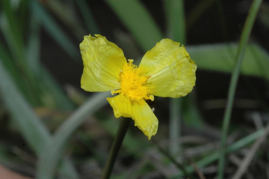 Xyridaceae Xyris 