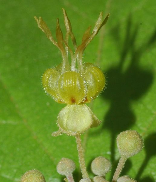 Byttneriaceae Guazuma ulmifolia