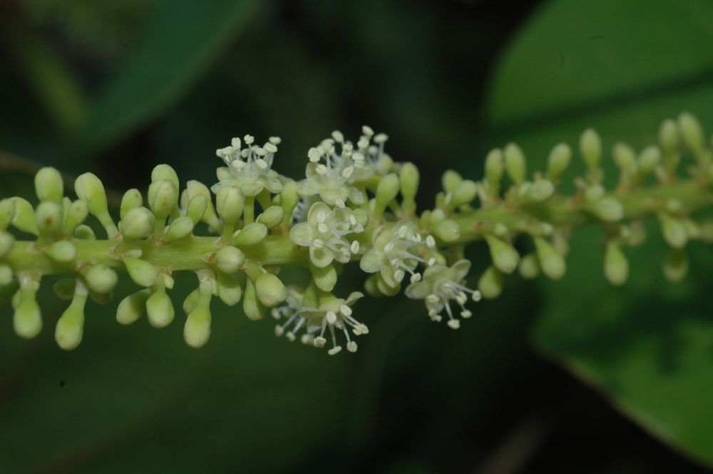 Polygonaceae Coccoloba uvifera