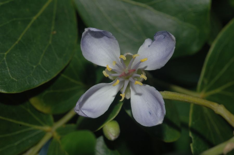 Zygophyllaceae Guaiacum officinale