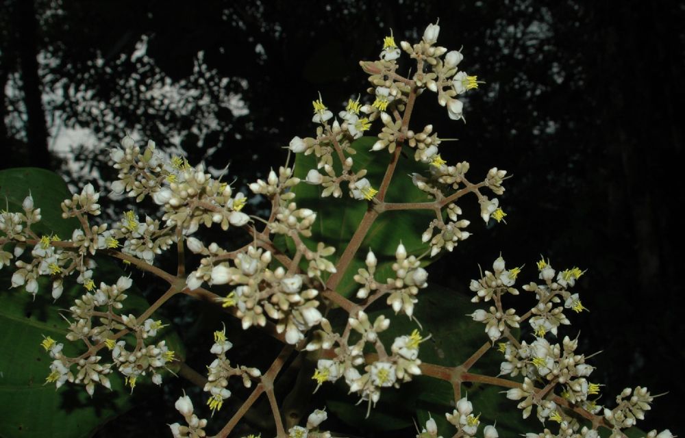 Melastomataceae Graffenrieda latifolia
