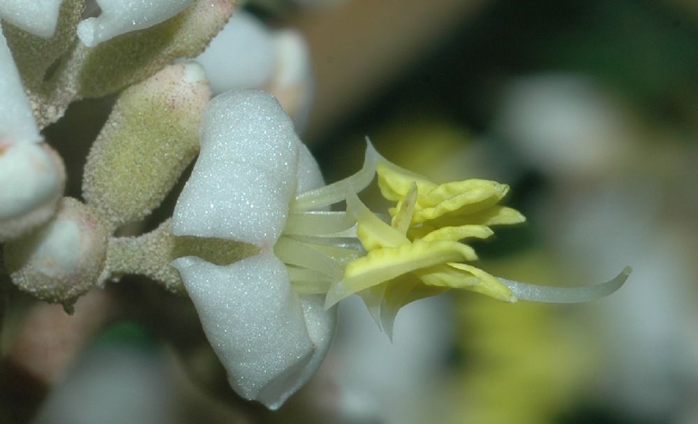 Melastomataceae Graffenrieda latifolia