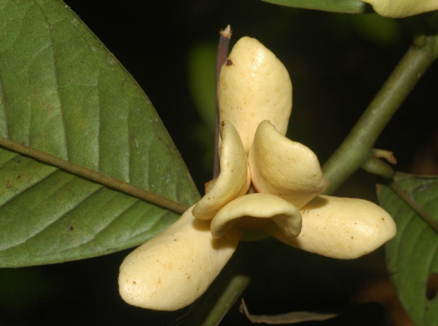Annonaceae Guatteria diospyroides