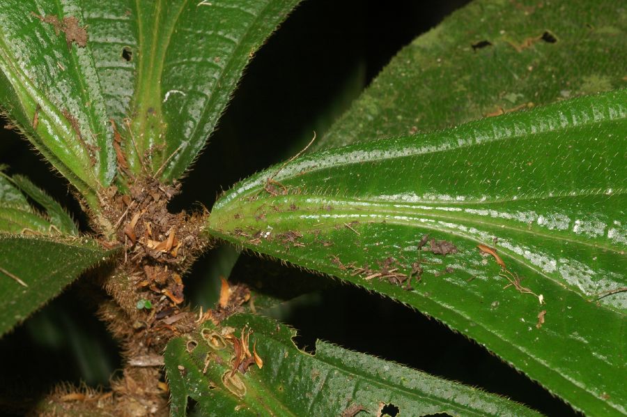 Melastomataceae Conostegia setosa
