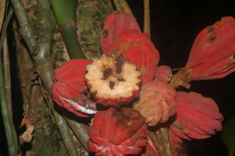 Meliaceae Guarea rhopalocarpa