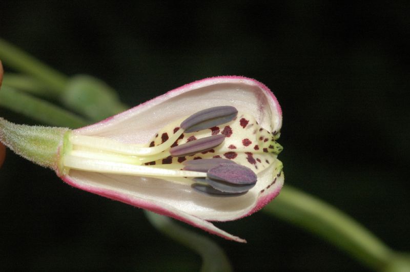 Alstroemeriaceae Bomarea obovata