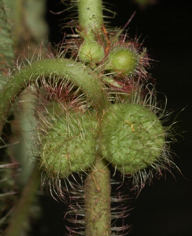 Melastomataceae Clidemia crenulata