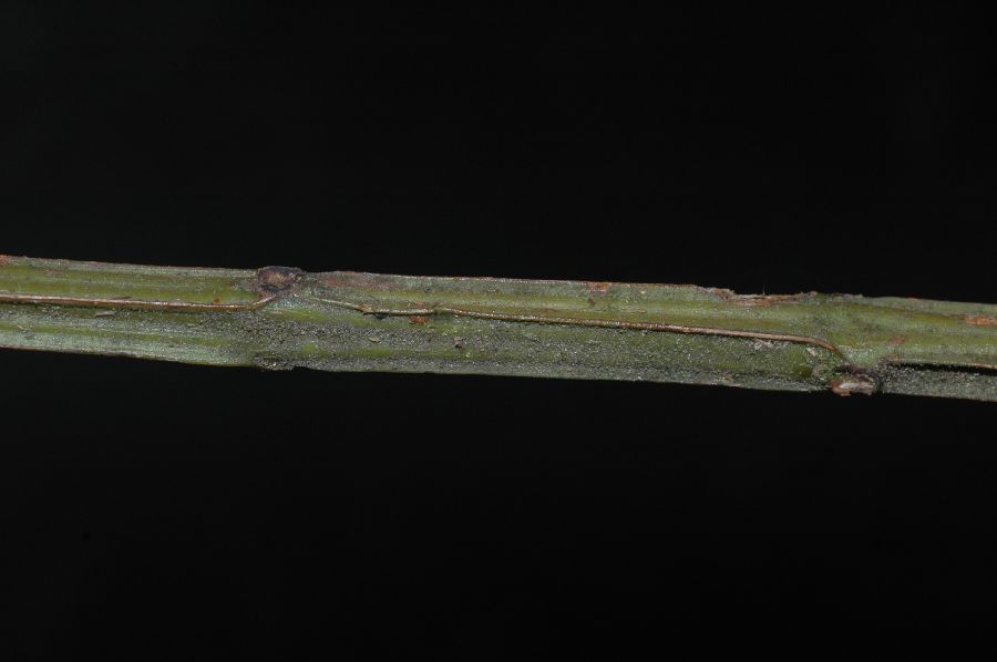 Melastomataceae Leandra tetraquetra