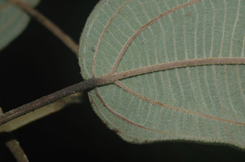 Melastomataceae Leandra tetraquetra