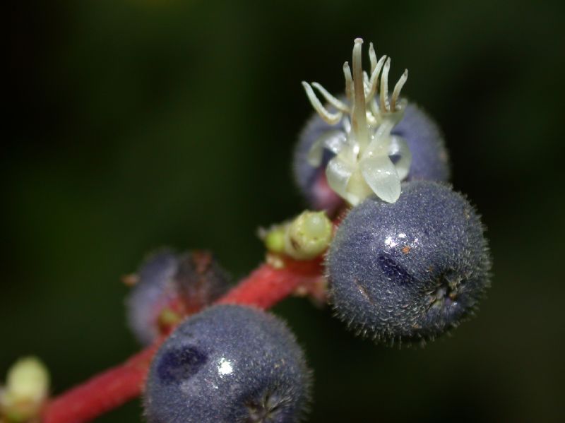 Melastomataceae Miconia ceramicarpa