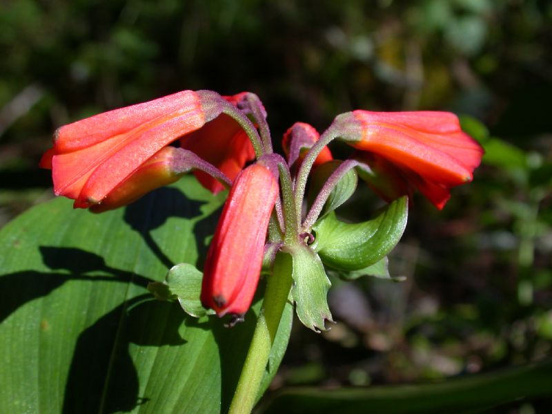 Alstroemeriaceae Bomarea suberecta