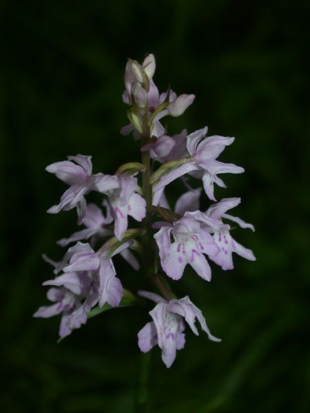 Orchidaceae Dactylorhiza maculata