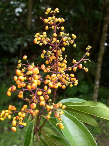 Melastomataceae Miconia longifolia