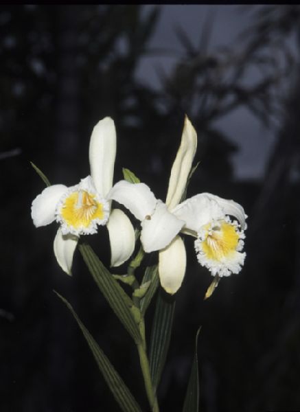 Orchidaceae Sobralia liliastrum